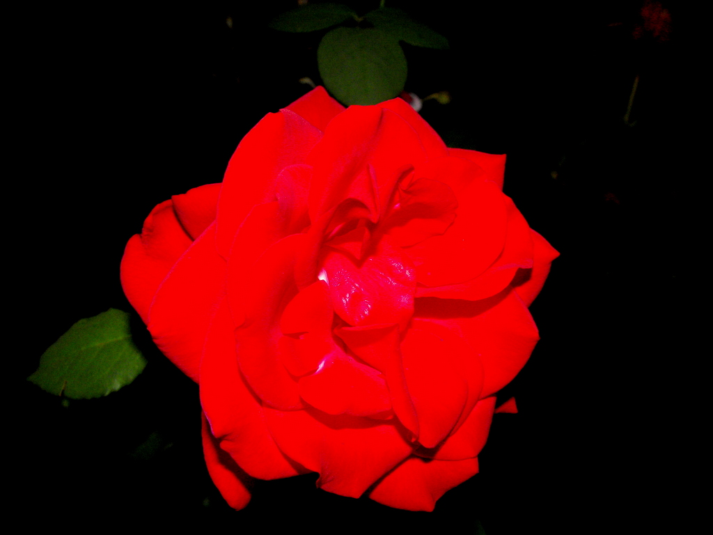 finally they bloomed
