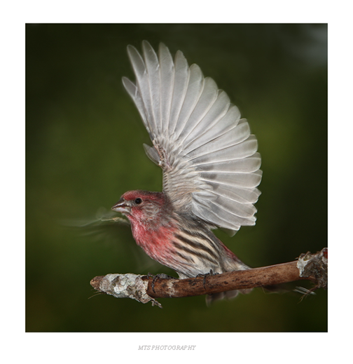 Finch