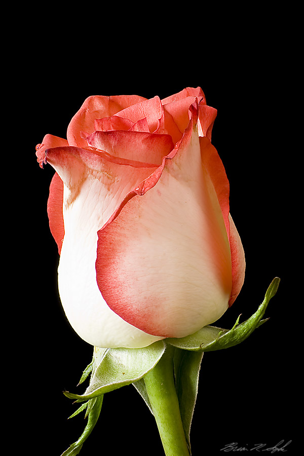 Fire &amp; Ice Rose