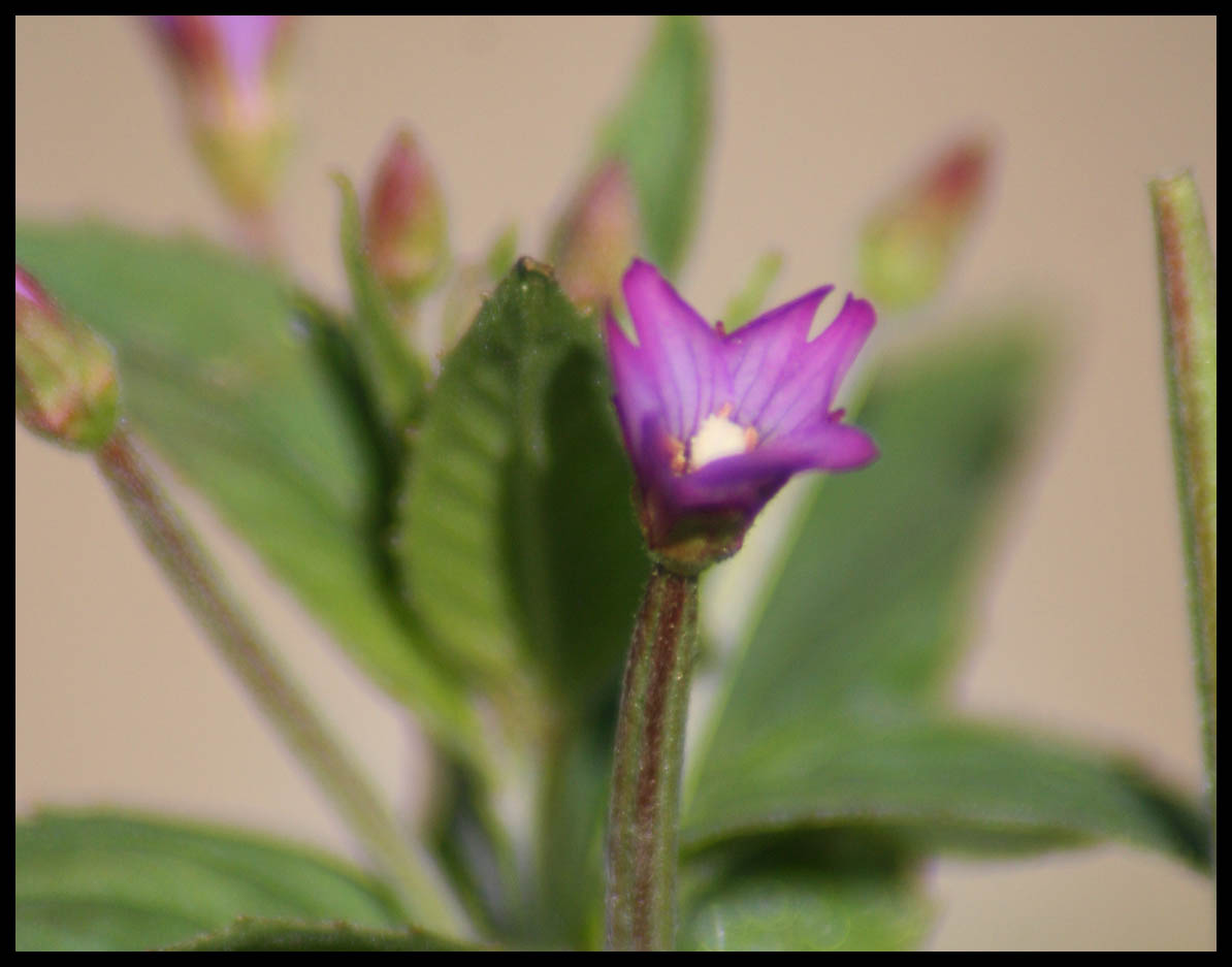Fireweed