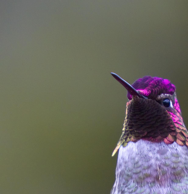 First Anna's Hummingbird of the Season.