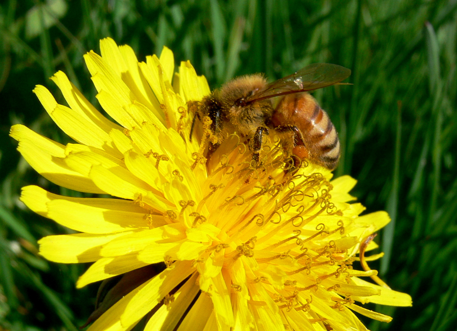 First bee