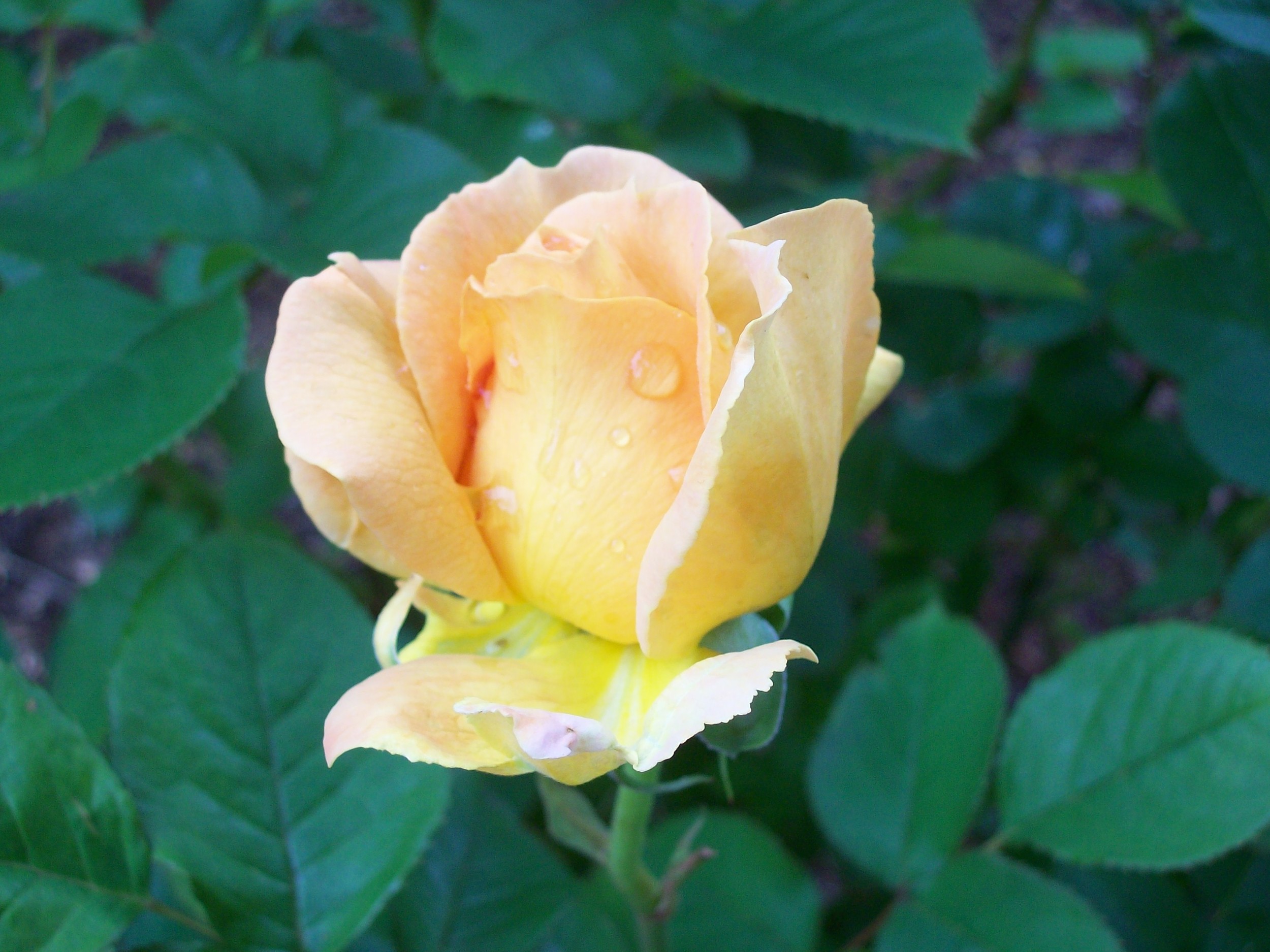 First Rose of Spring