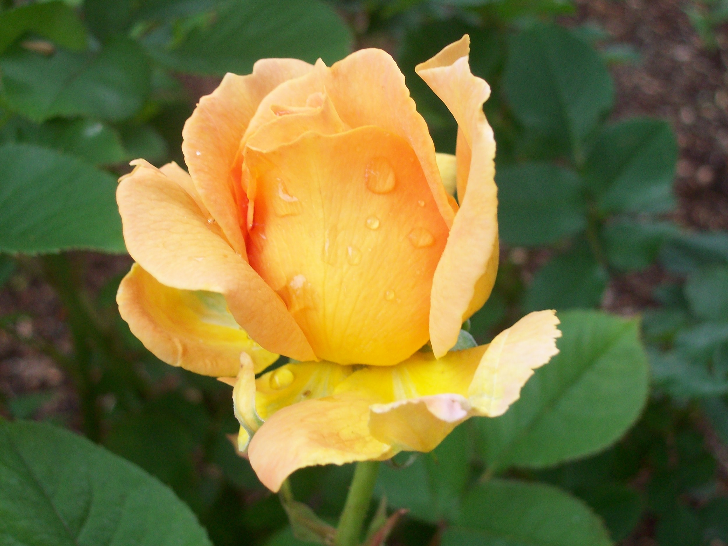 First Rose of Spring