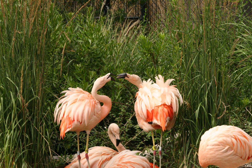 Flamingos