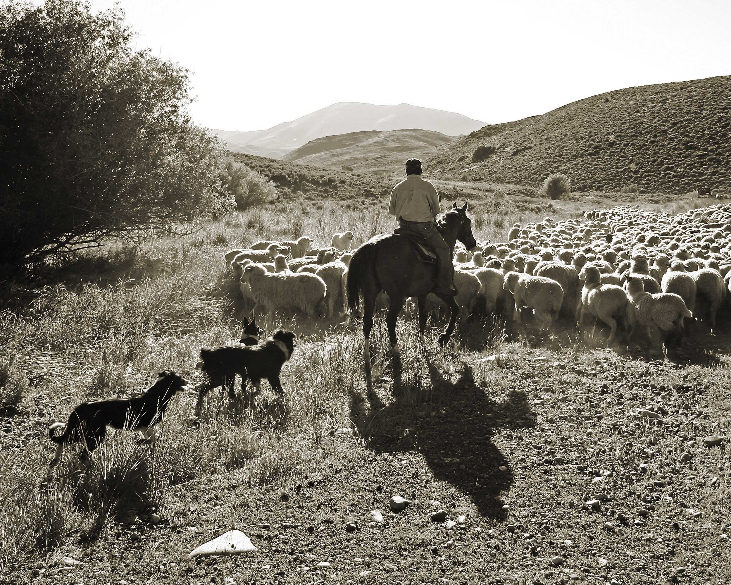 Flat Top Sheep Company