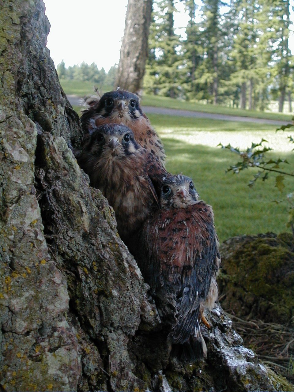 Fledgling Kestrels