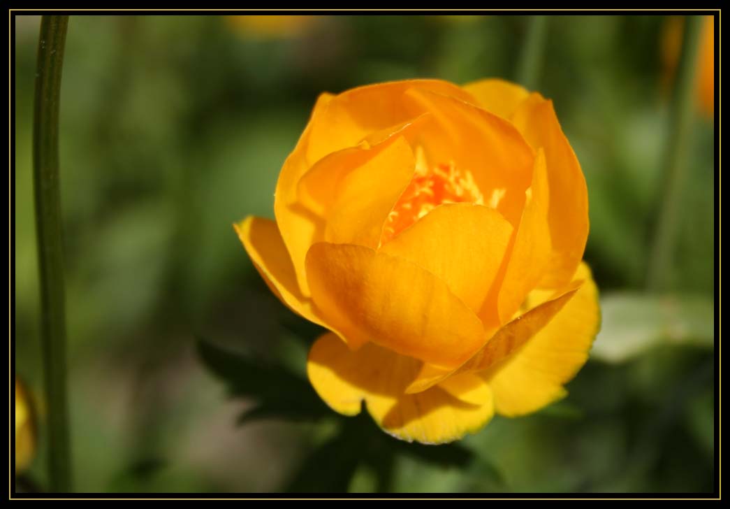 Floating Yellow