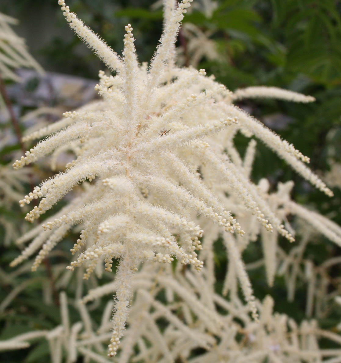 Floral Fireworks