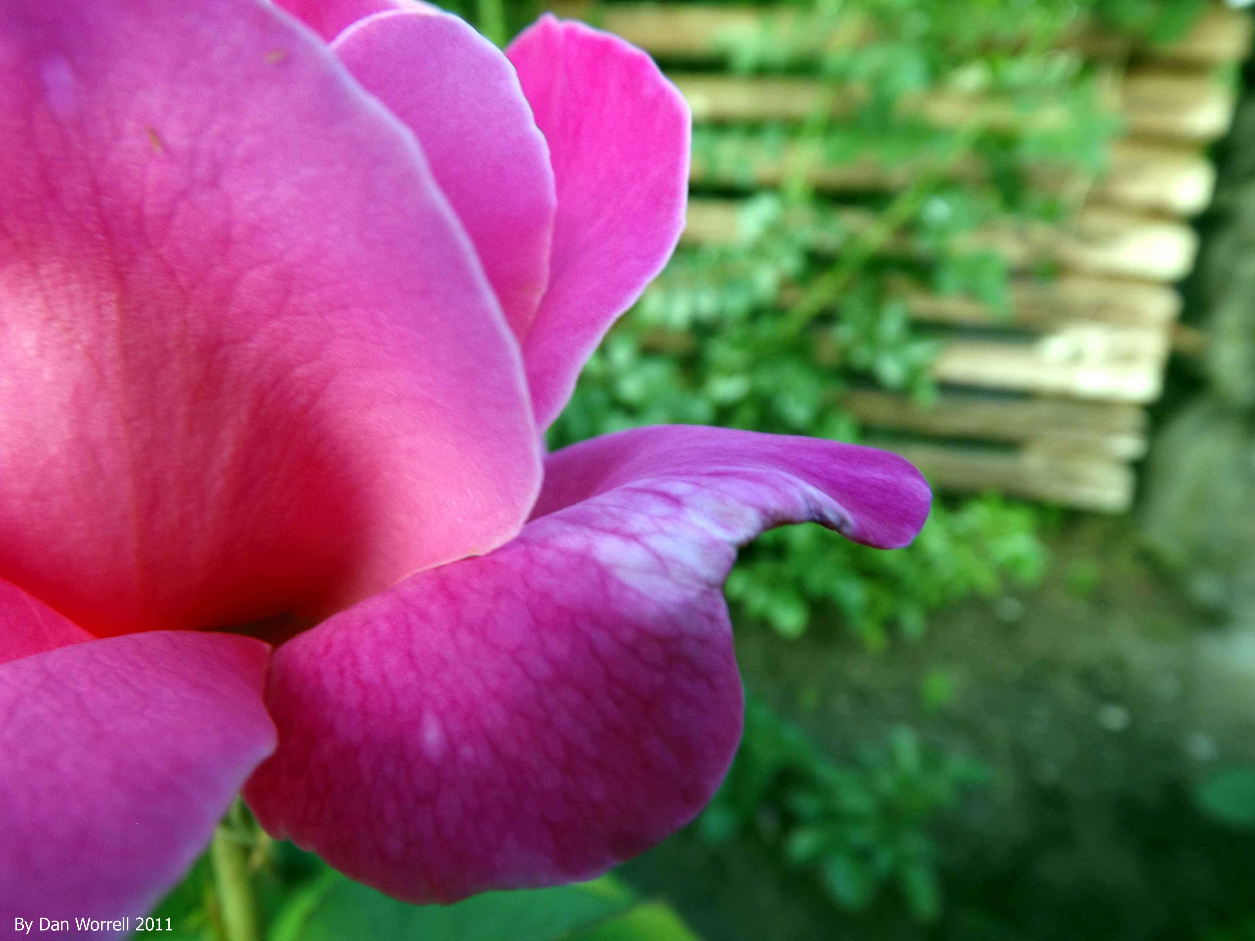 Flower Study