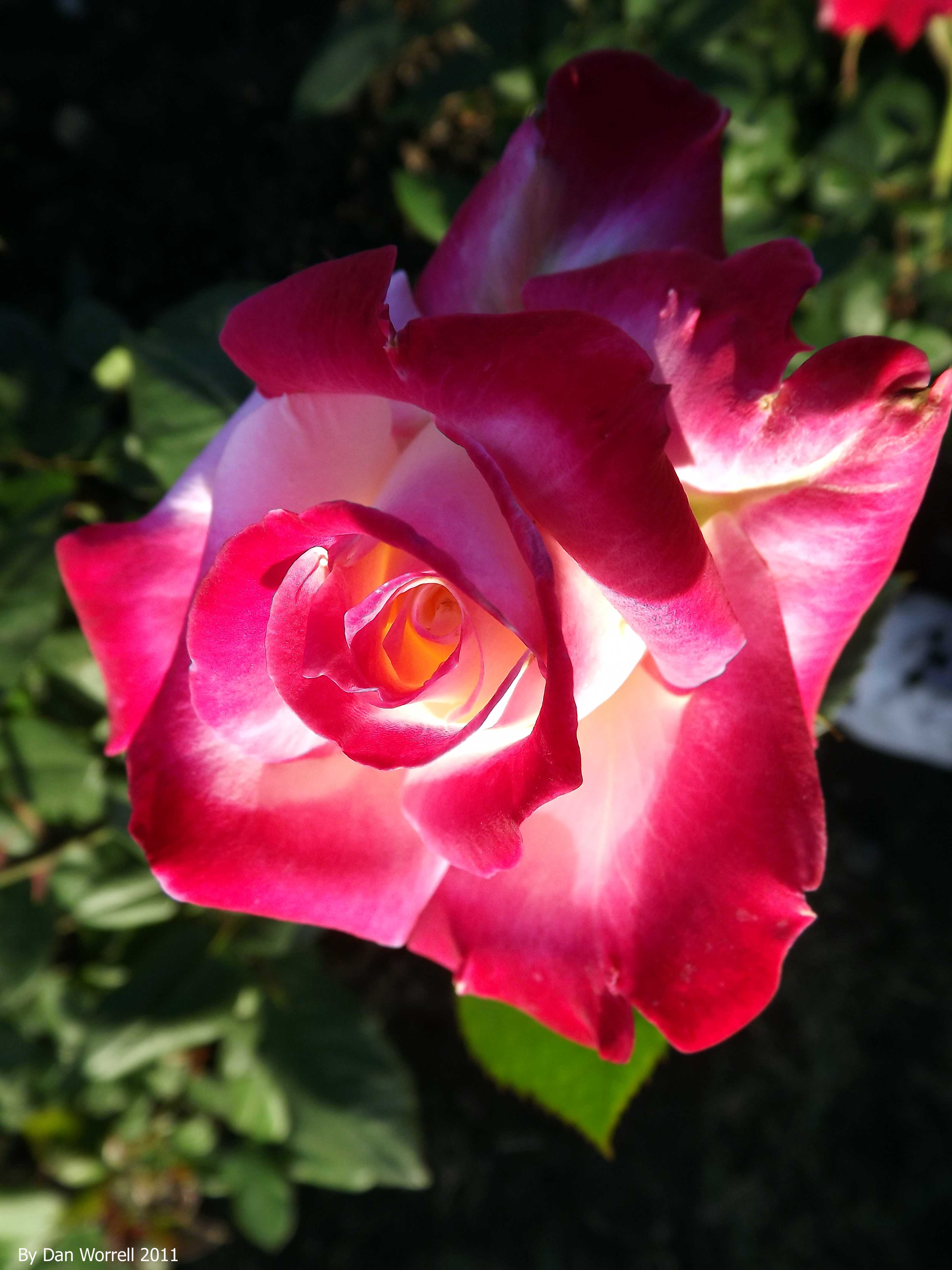 Flower Study