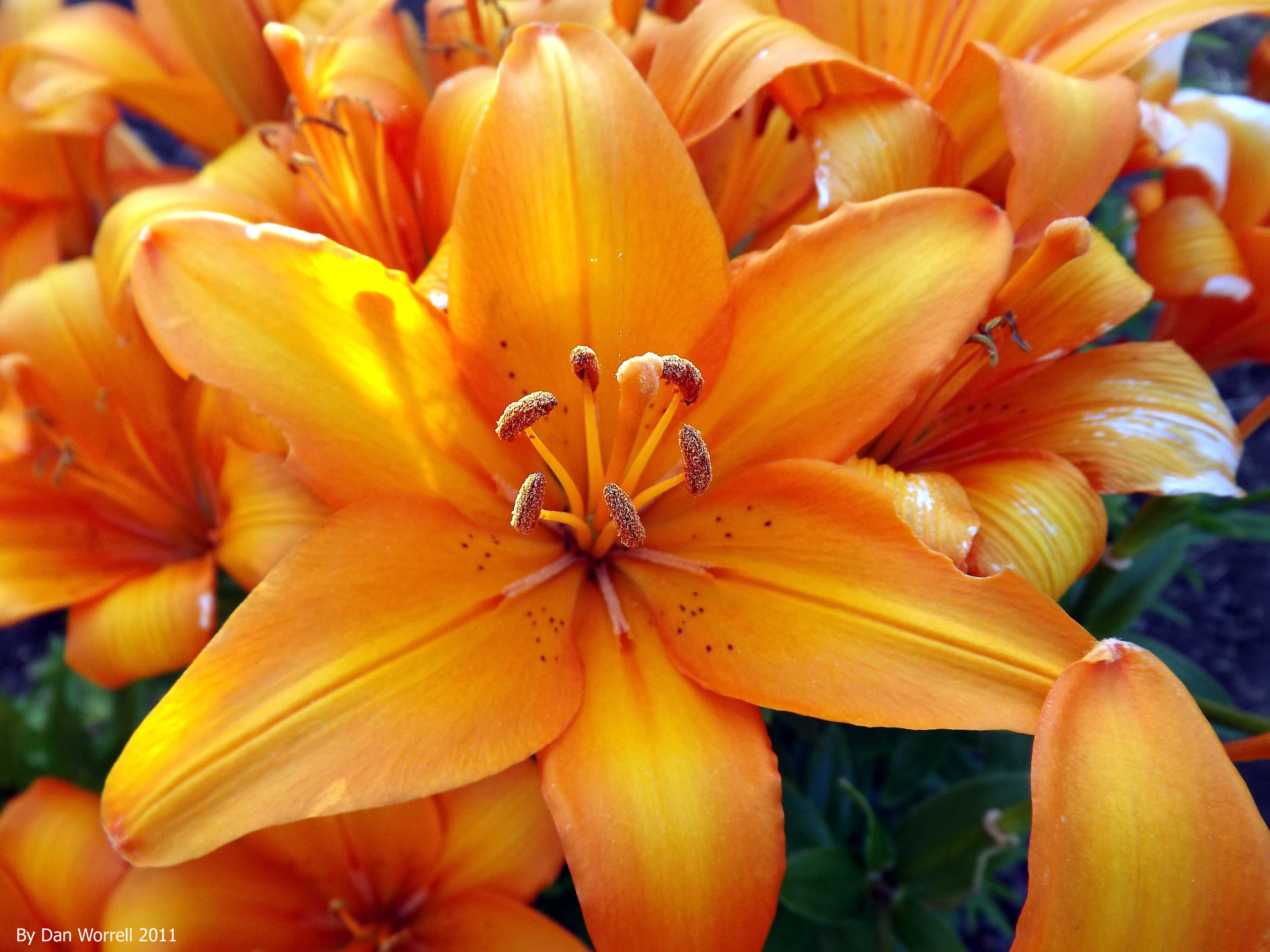 Flower Study