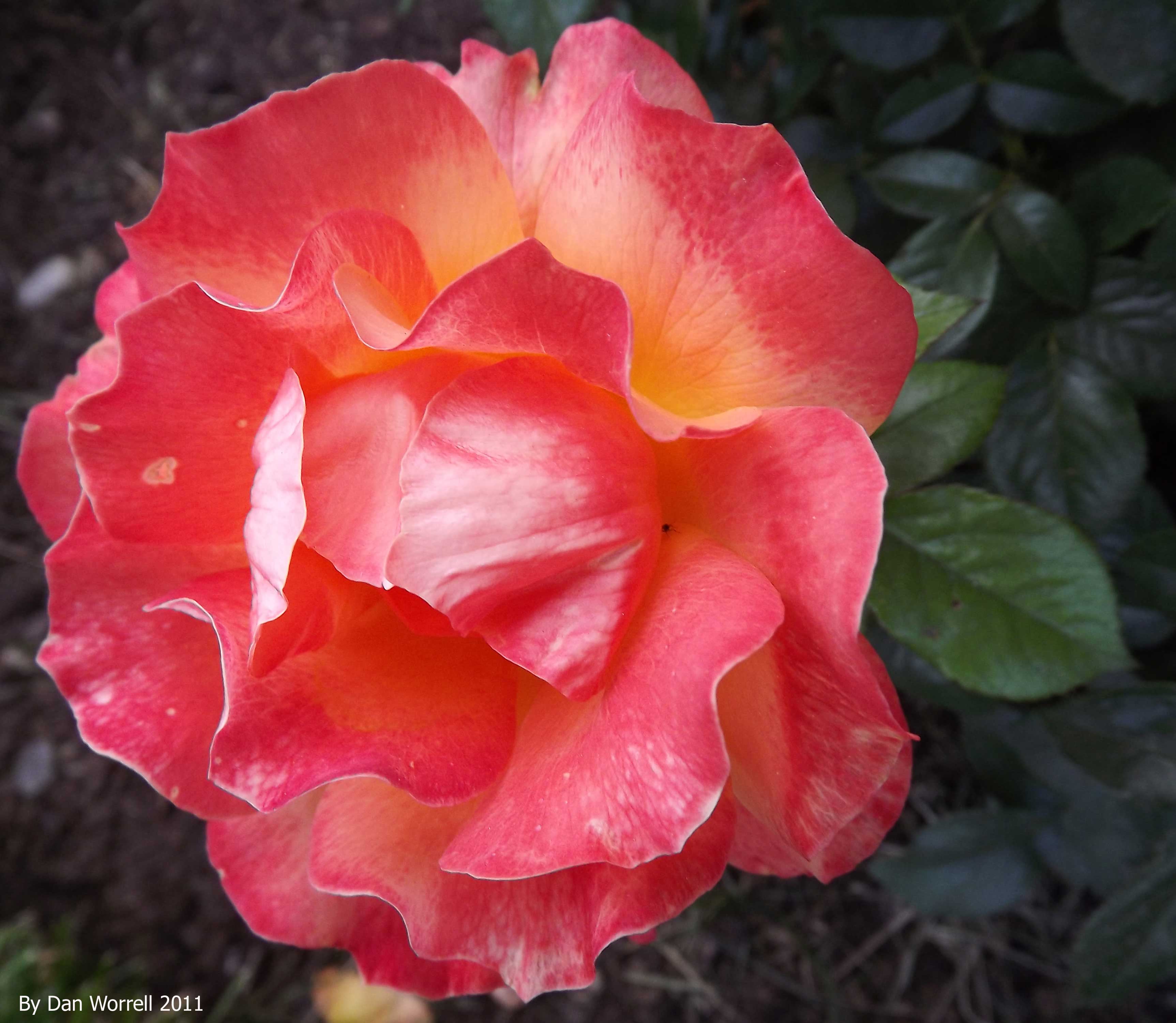 Flower Study