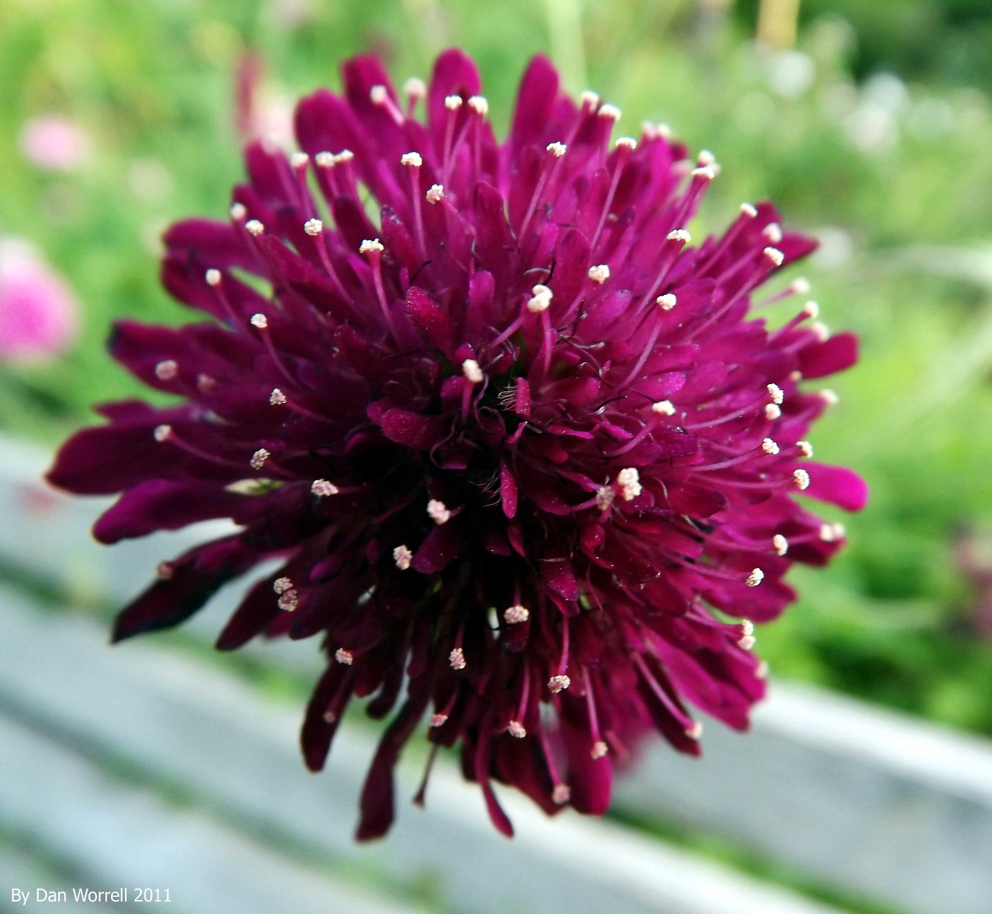 Flower Study