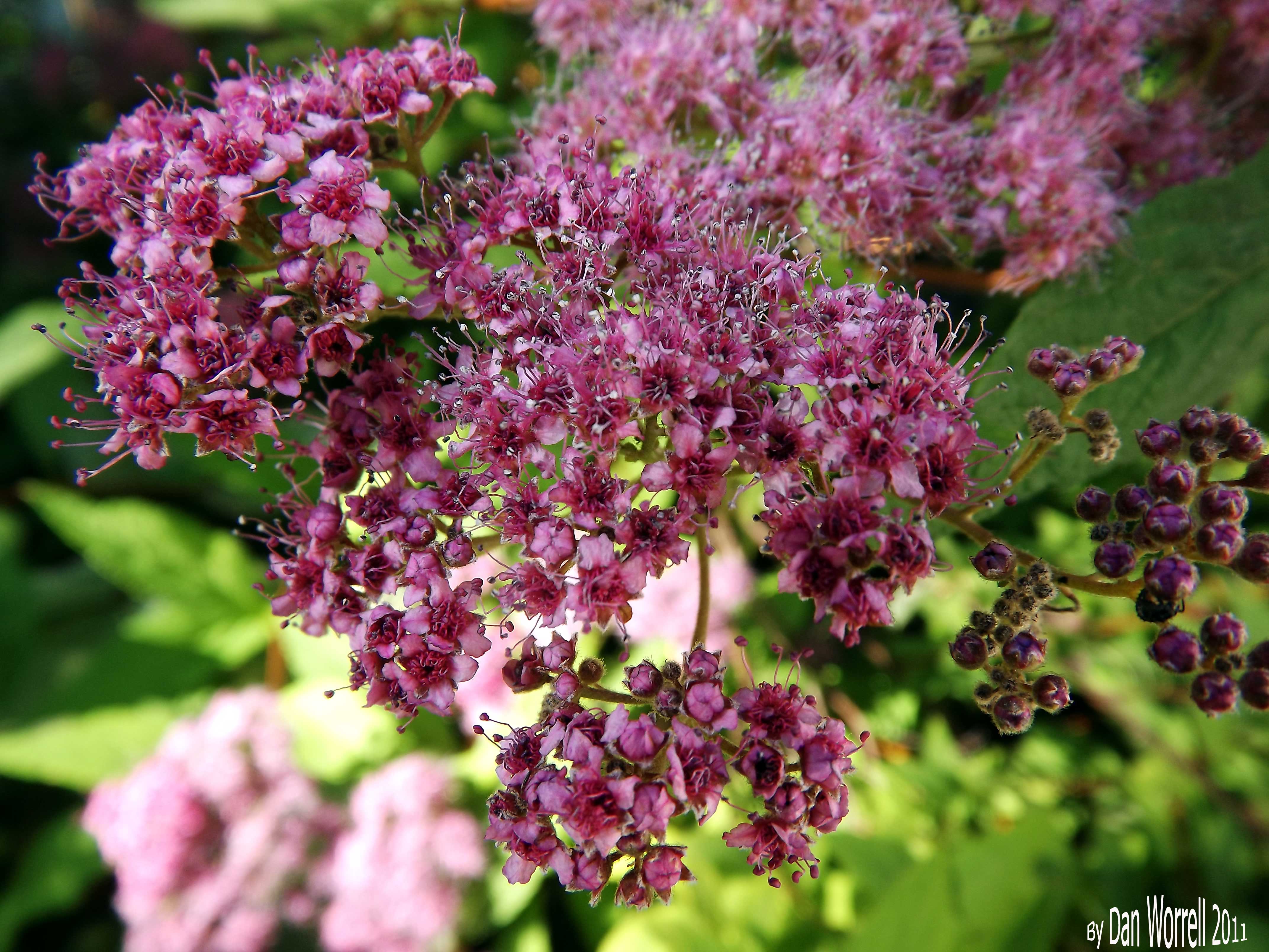 Flower1