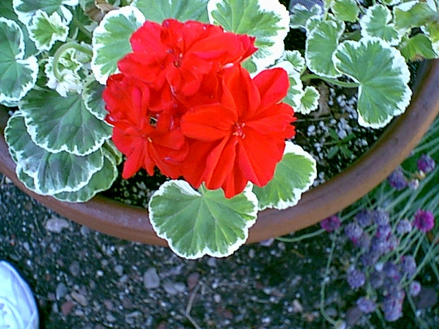 Flower2