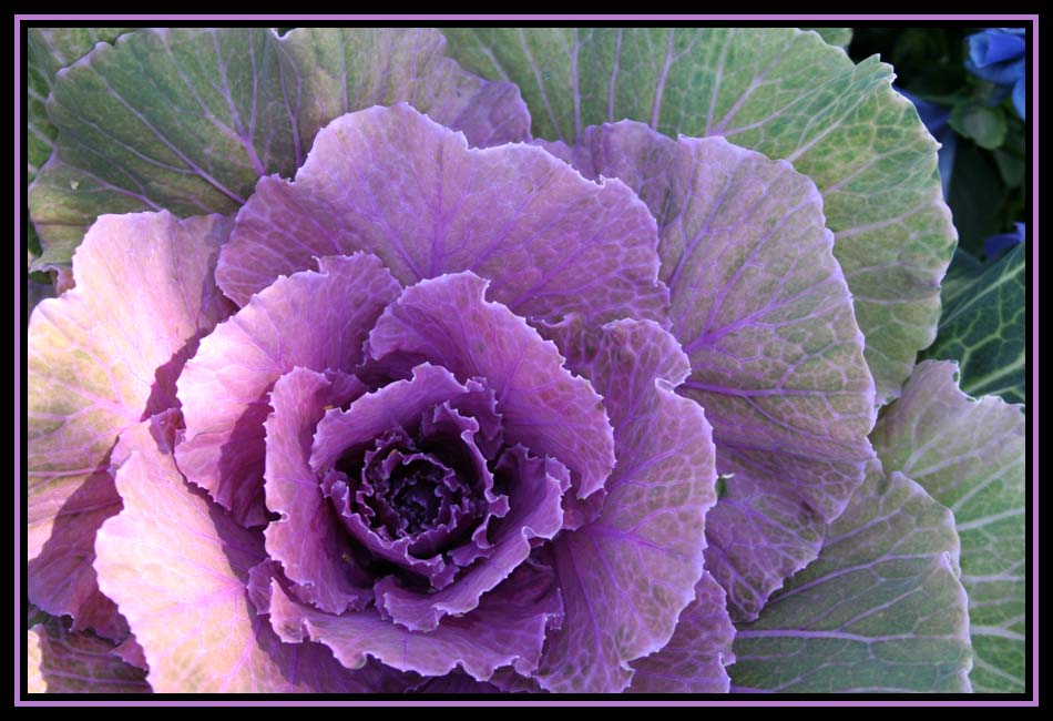 Flowering Kale