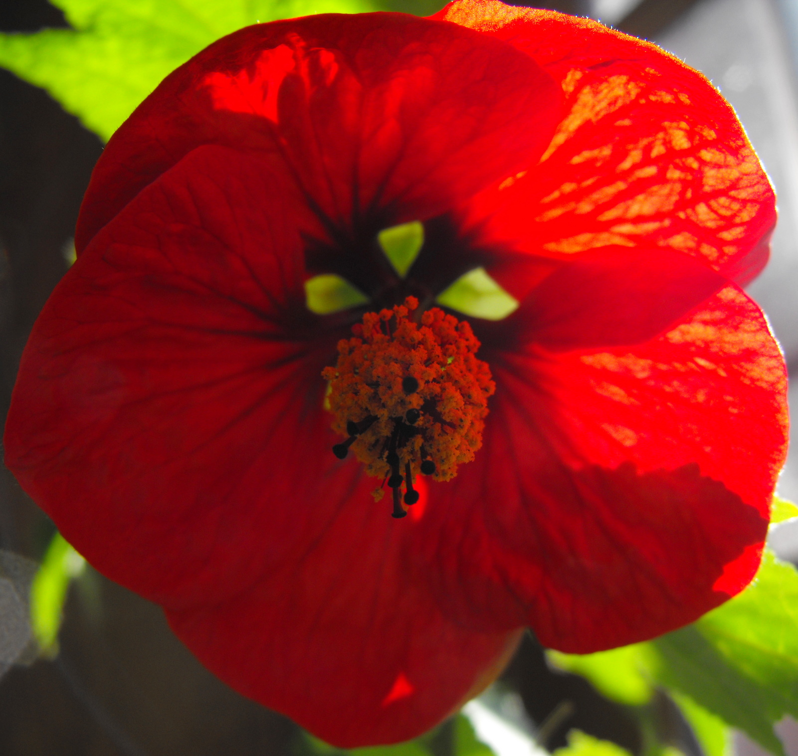 "Flowering Maple" Abutilon Hybridium