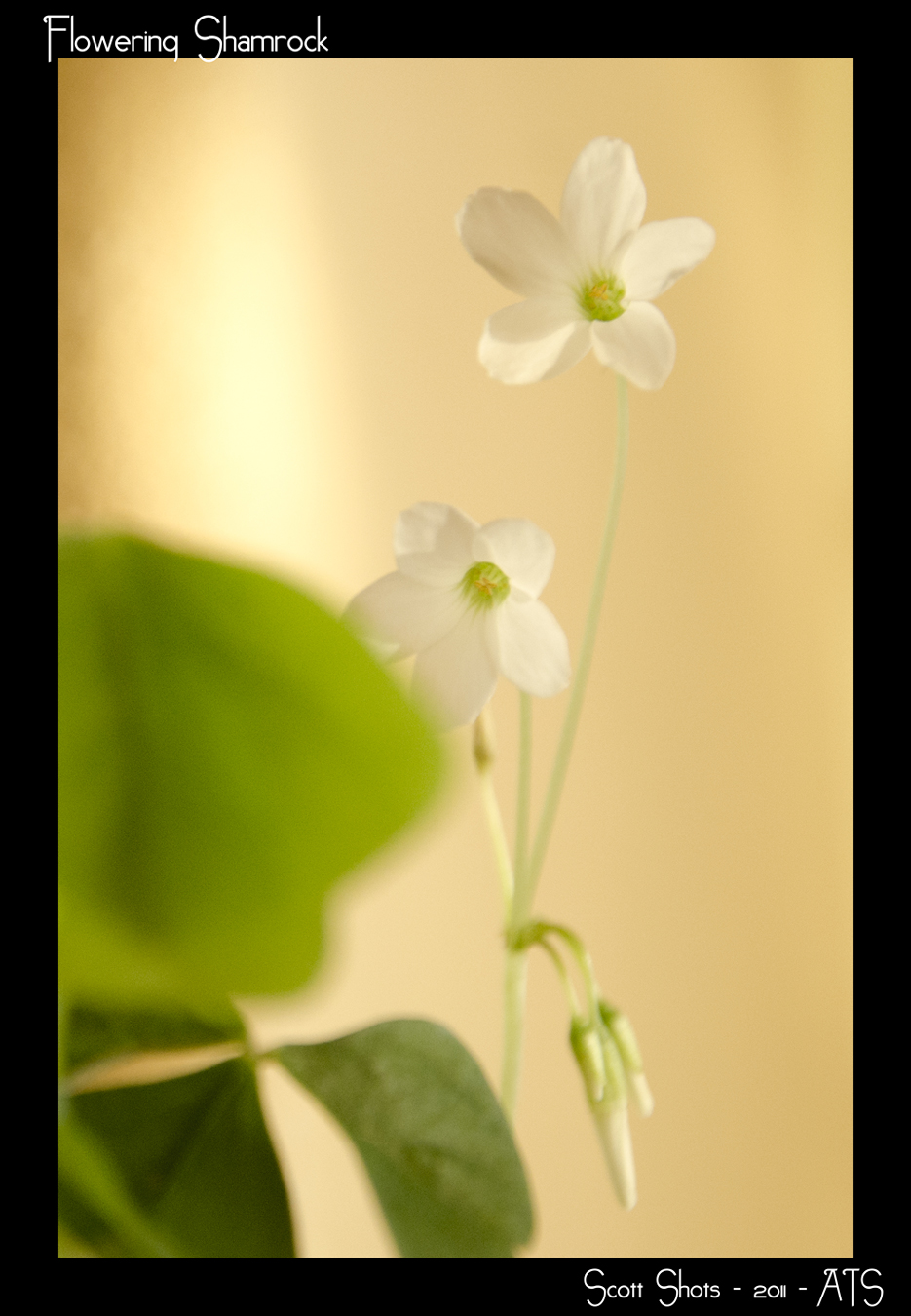 Flowering Shamrock