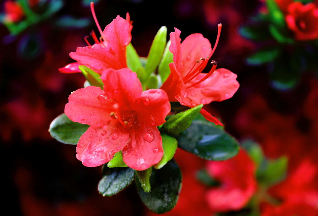 Flowers of spring