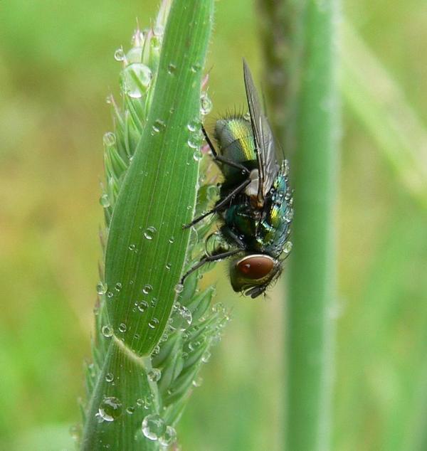 fly