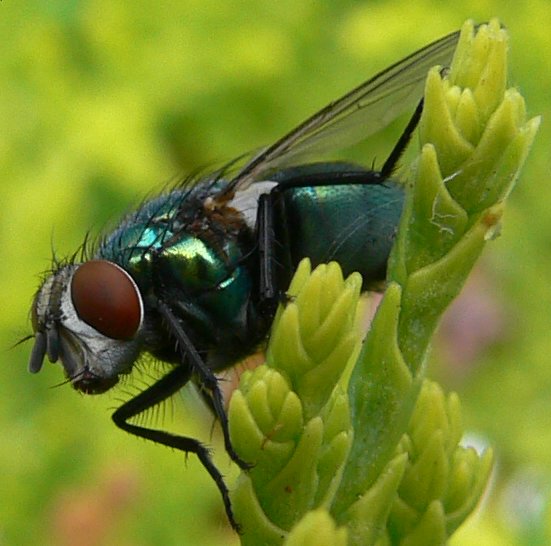 fly