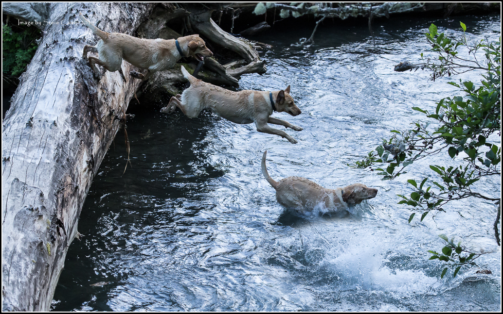 Flying Dog