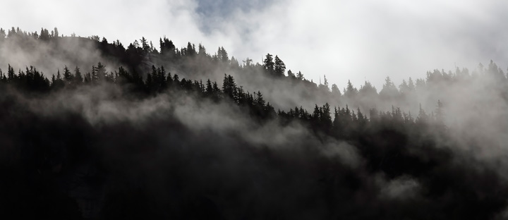 Fog in the trees
