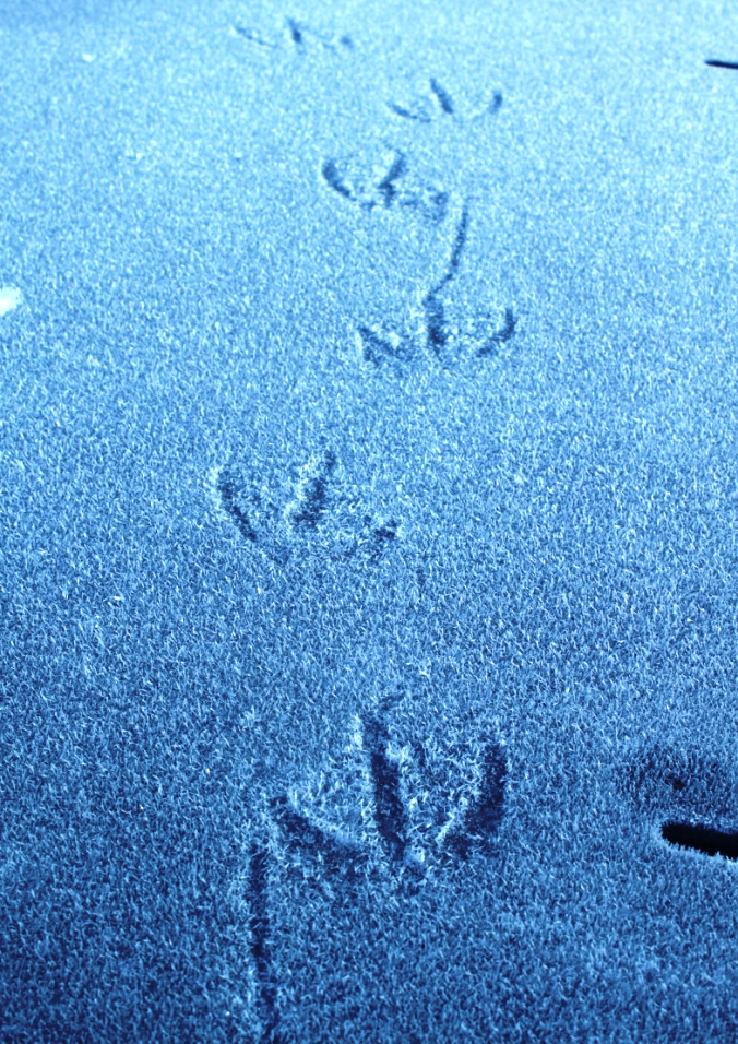 Footprints in the Frost