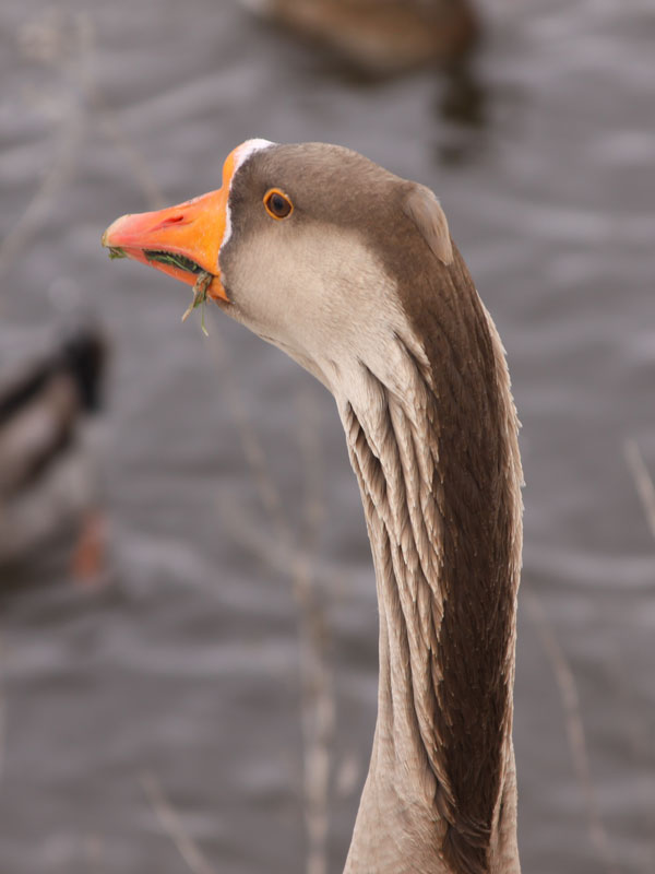 Foraging-for-food