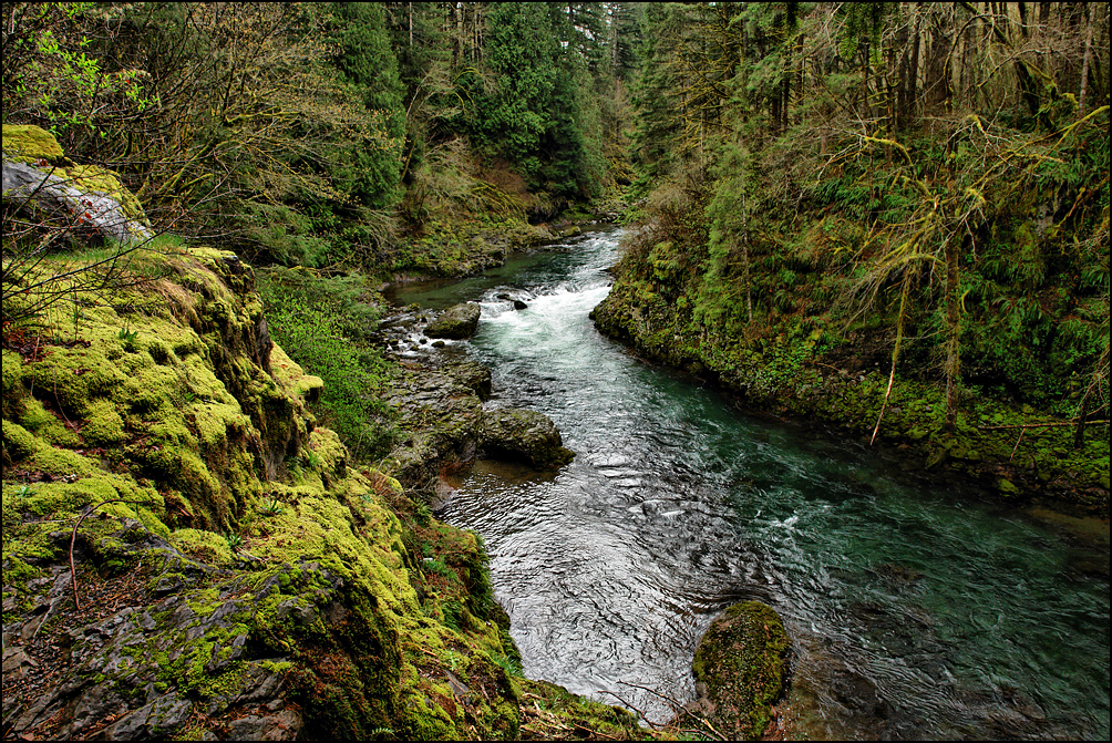 Forest in HDR