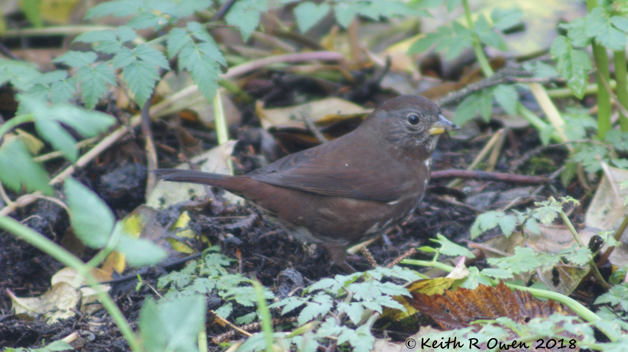Fox Sparrow