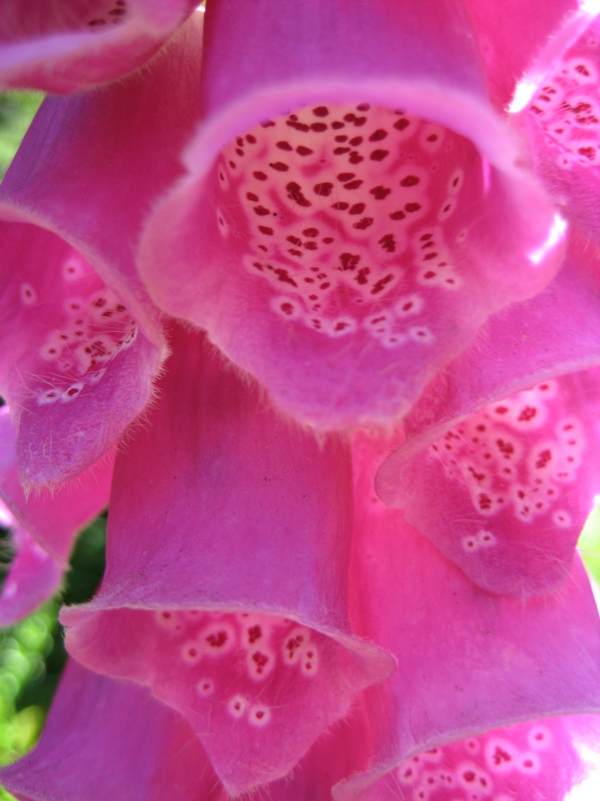 Foxglove
