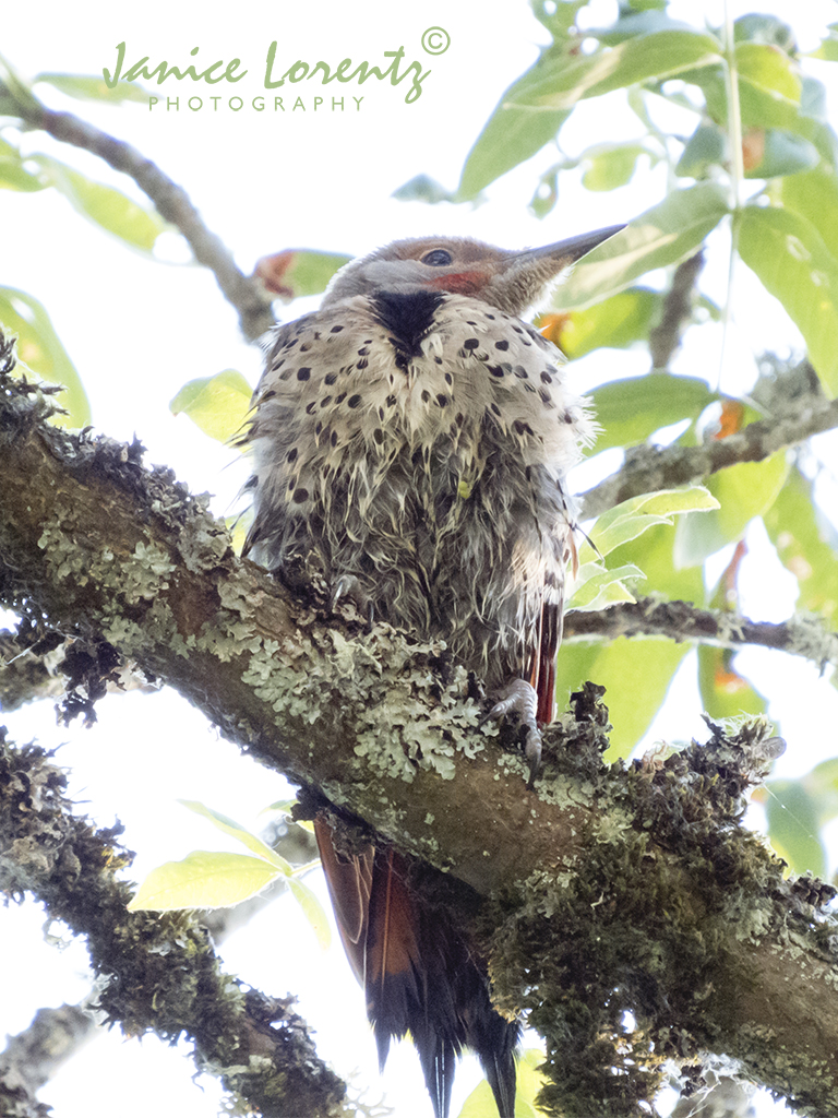 Freshly Bathed Flicker
