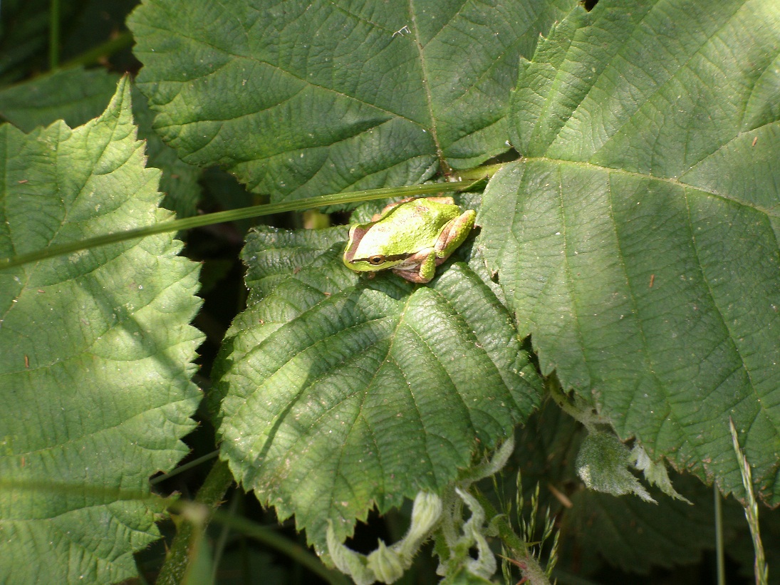 frog