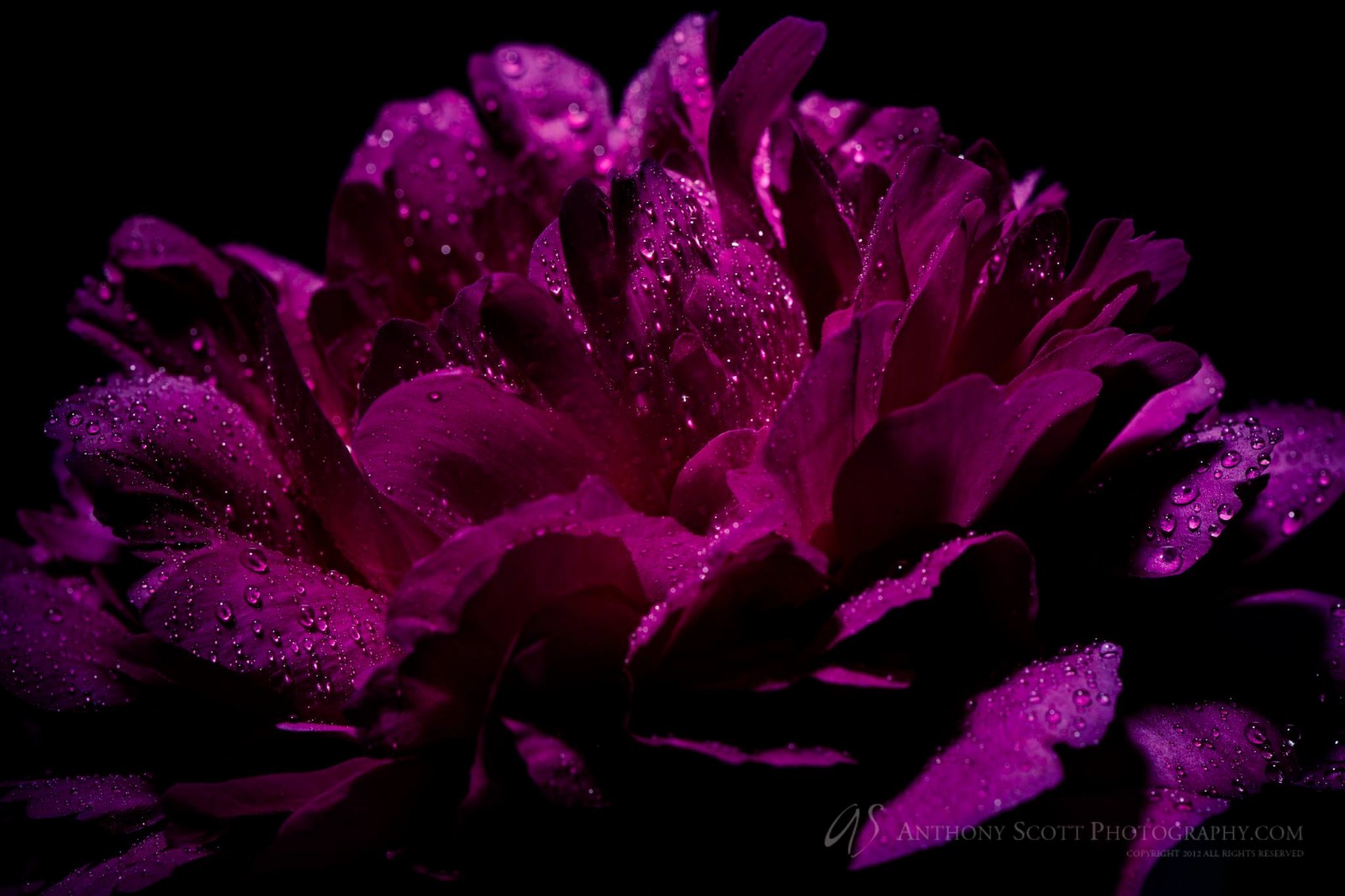 From our garden