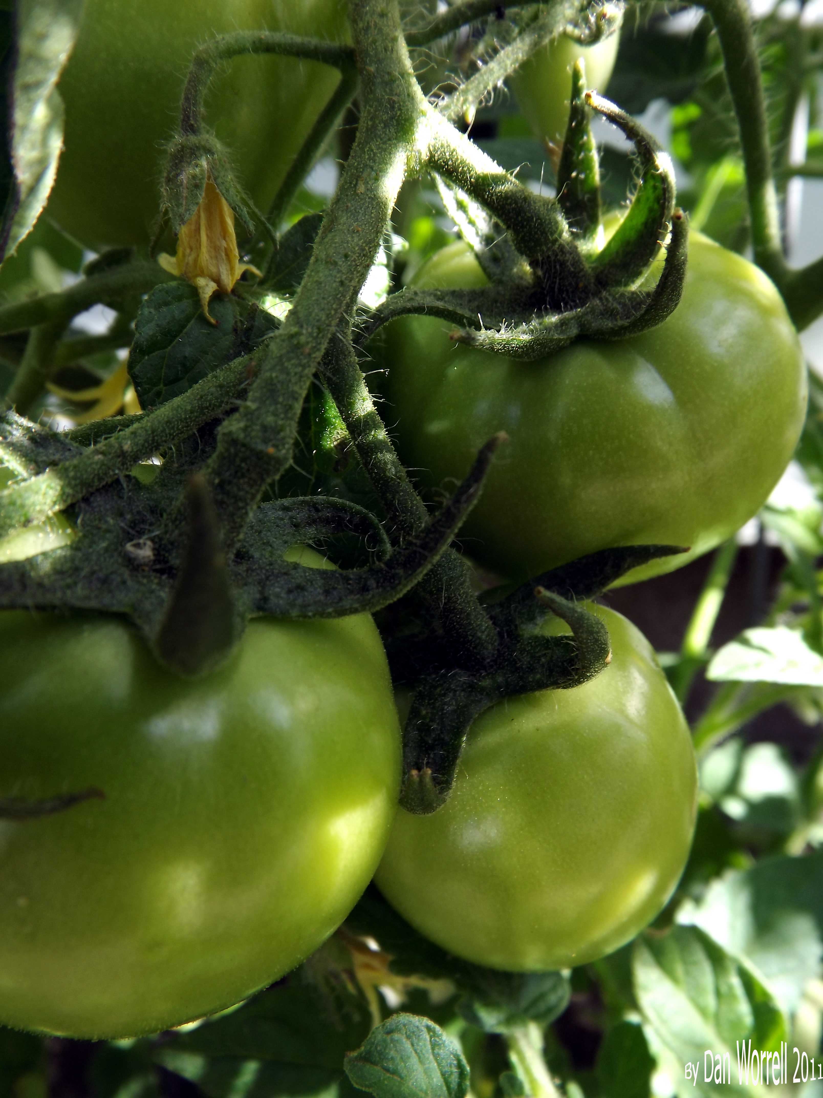 From-the-Garden