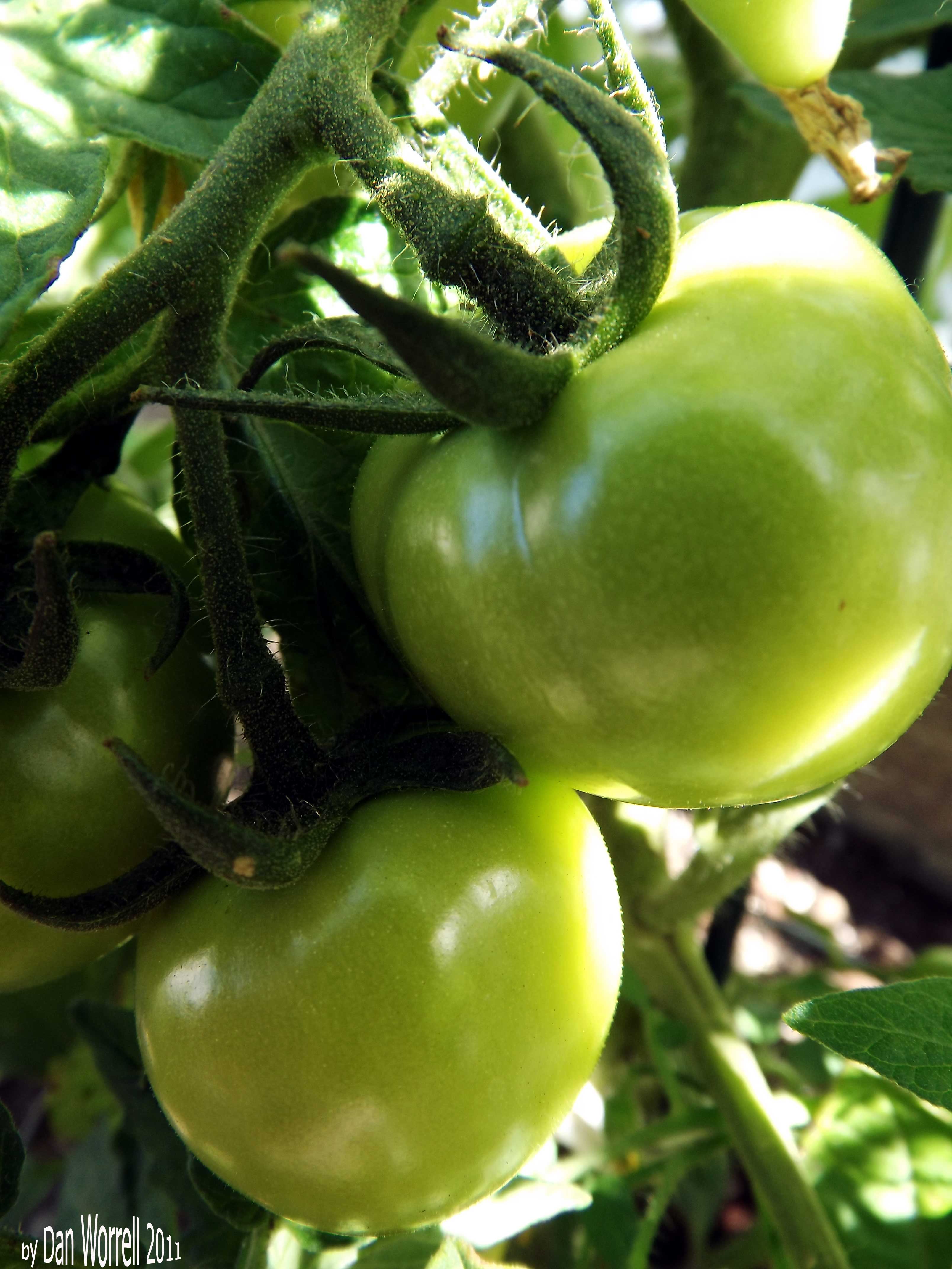 From-the-Garden3