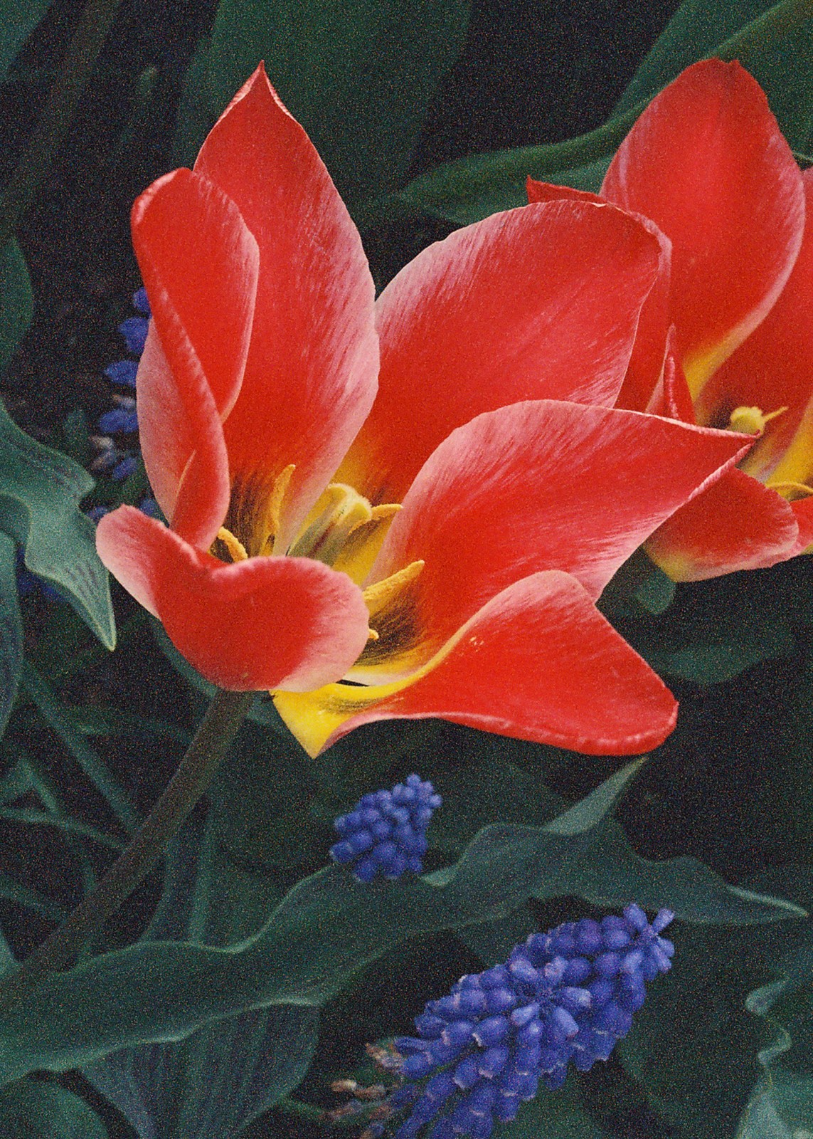 From the Skagit Valley Tulip Festival in Washington