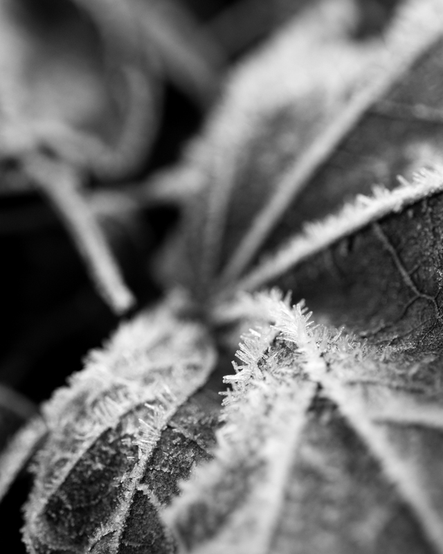Frosty Details