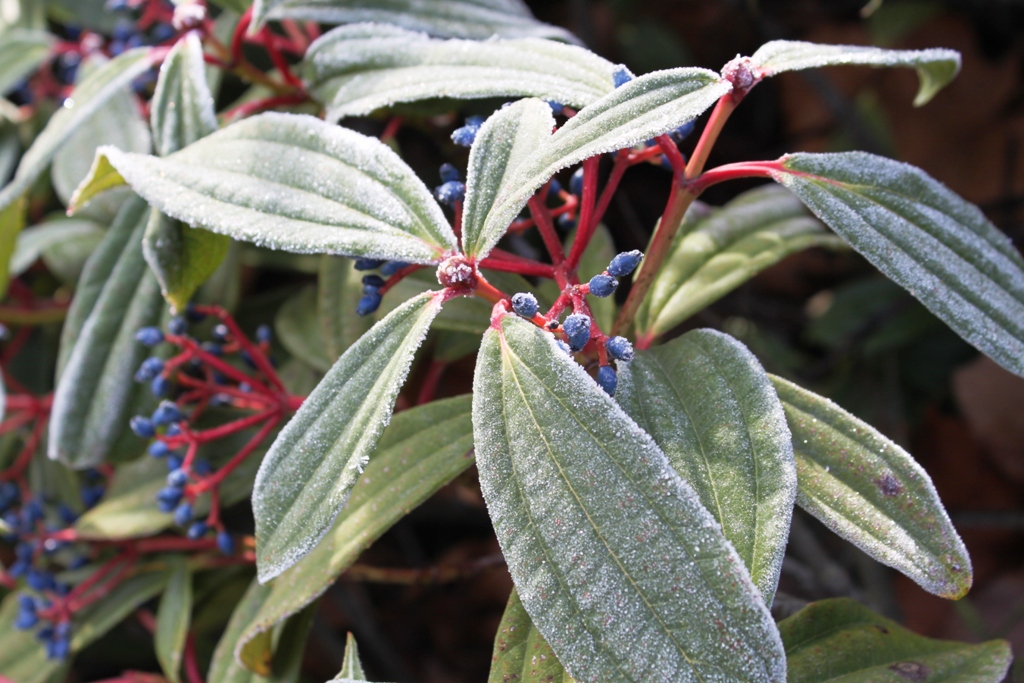 Frosty Leaves