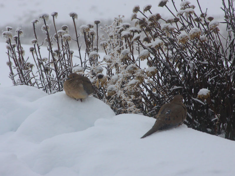 Frozen Dove
