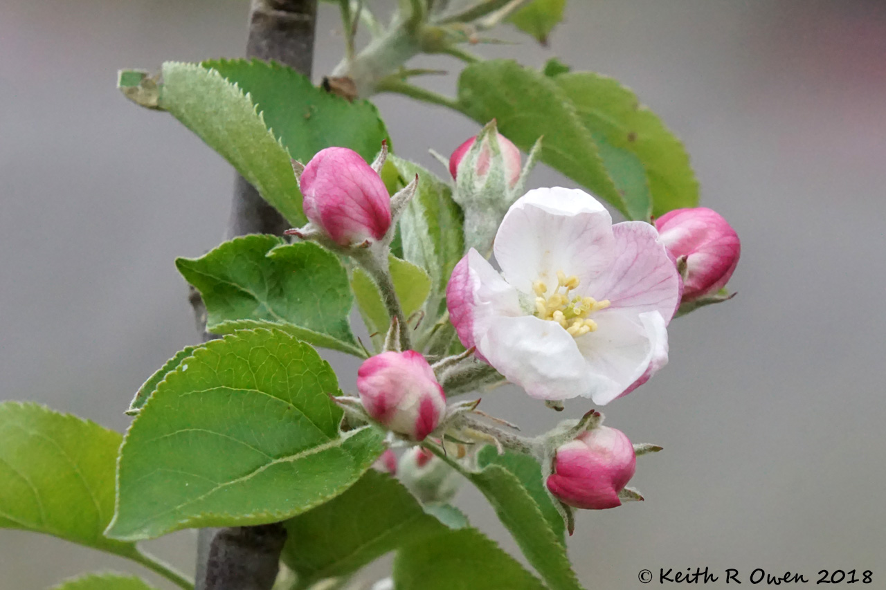 Fruit Blossoms