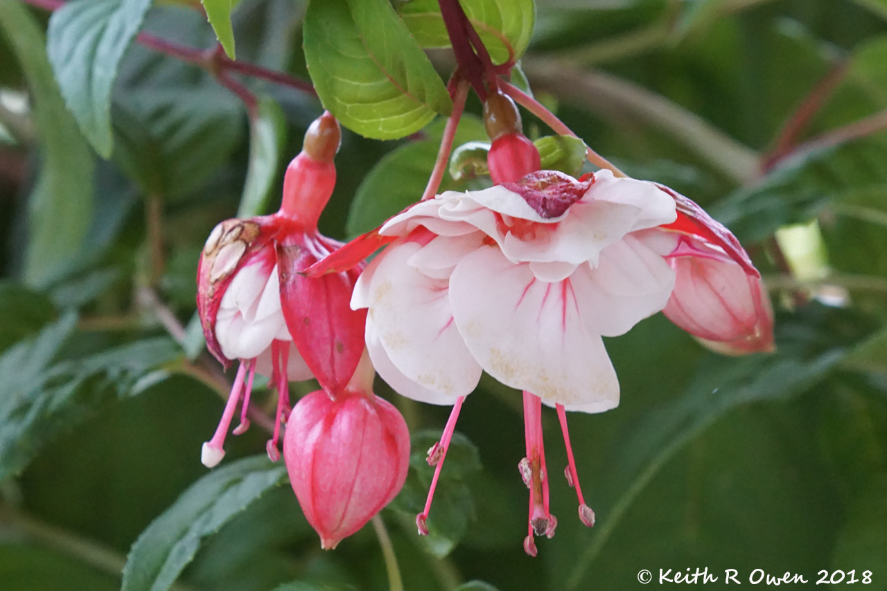 Fuschia