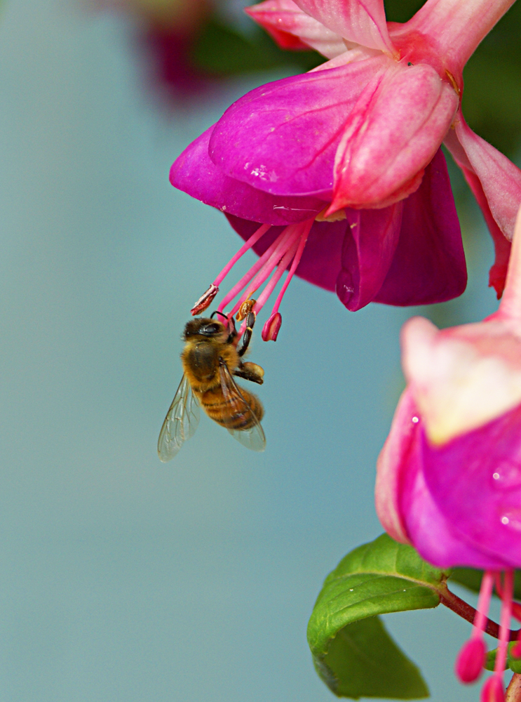 Fuscia nectar