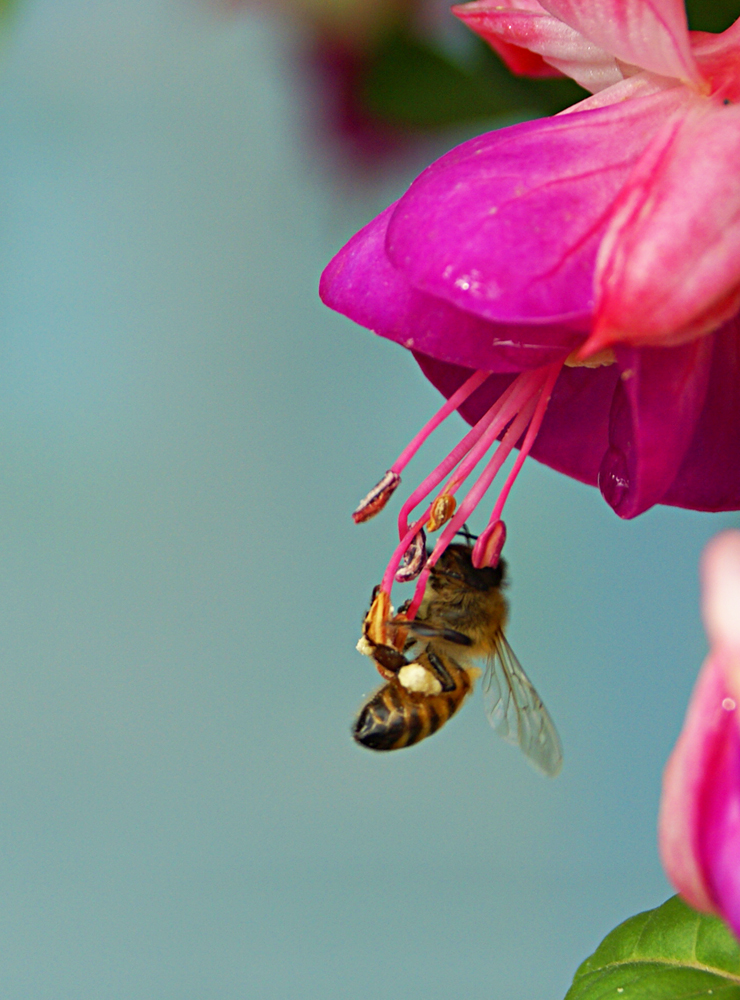 Fuscia necter