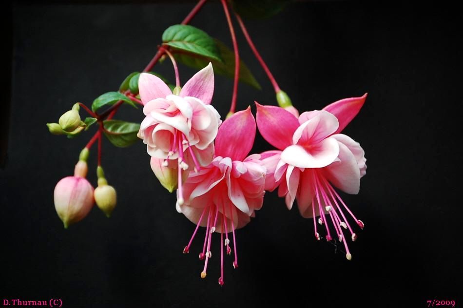 Fushsia