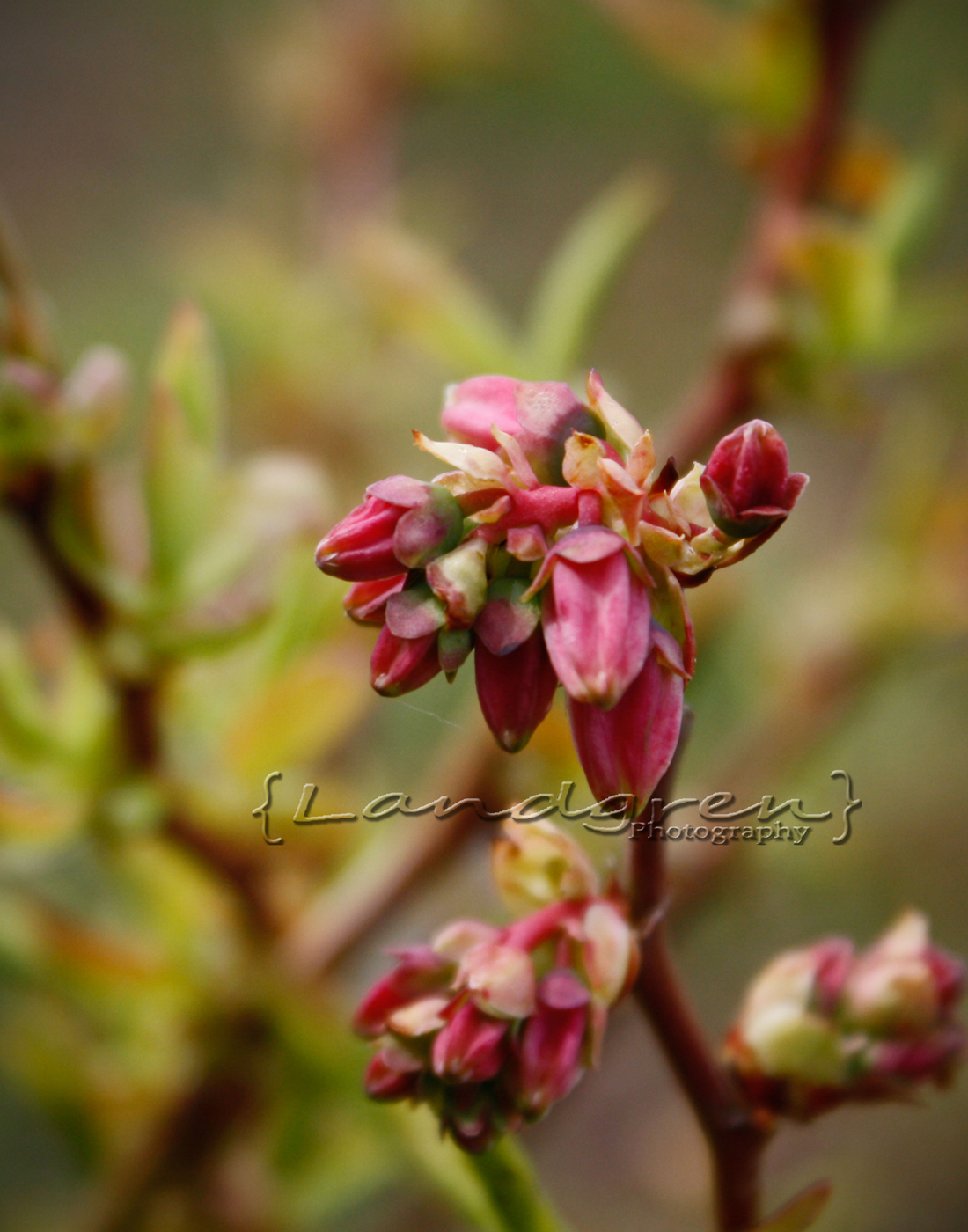 Future Blueberries