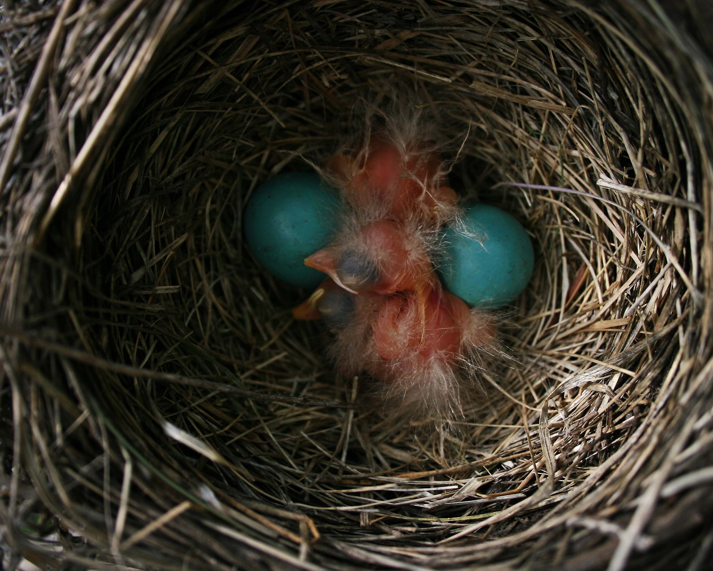 Fuzzy Lil' Fellas