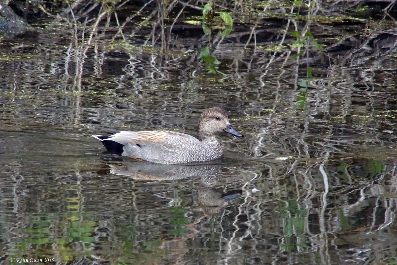 Gadwall